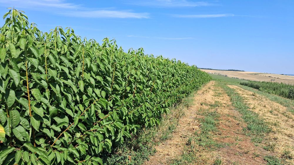 Pomi fructiferi categoria certificat