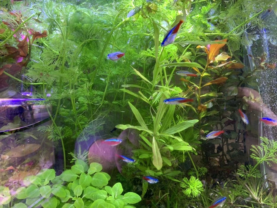 Plante acvariu pachet generos