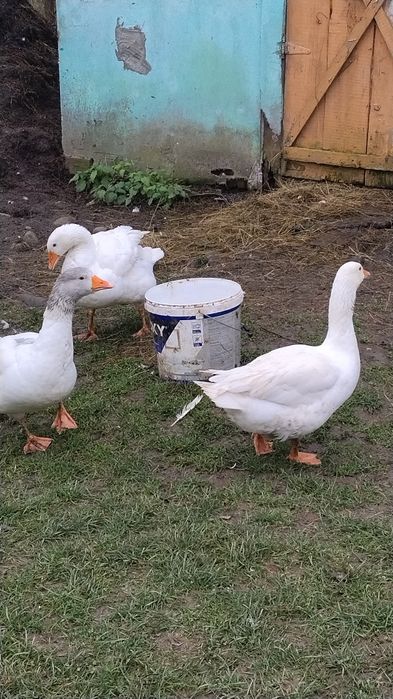 Disponibile 3 gâște
