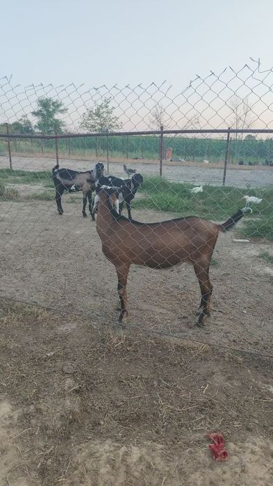 Vand Tapi anglonubieni cu pedi gree pentru reproductie  la 10 luni