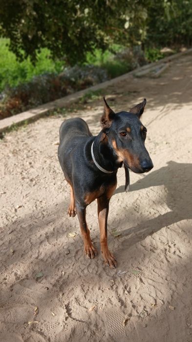 Dobermen Sotiladi