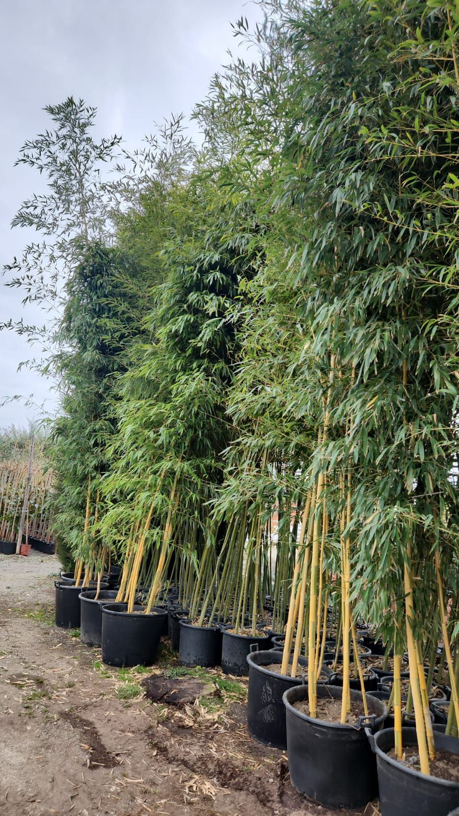 Bambus auriu rezistent iarna