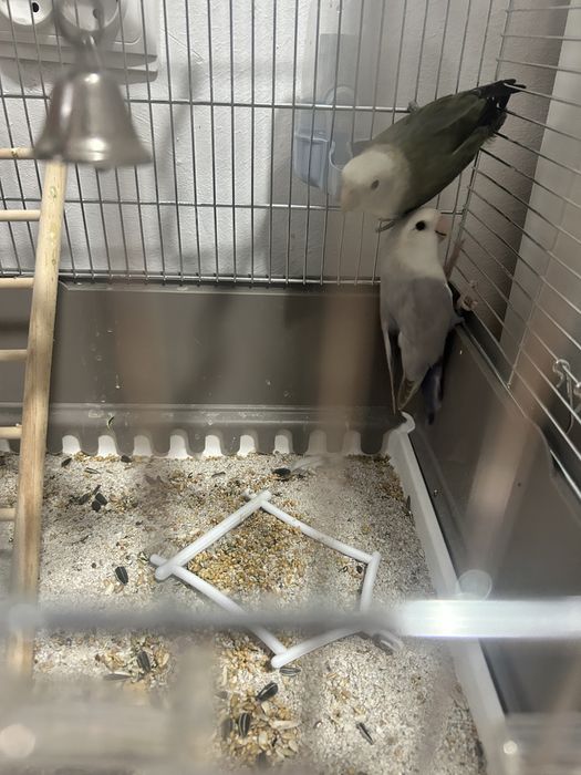 Vind 2 papagali tot cu colivie la un super pret