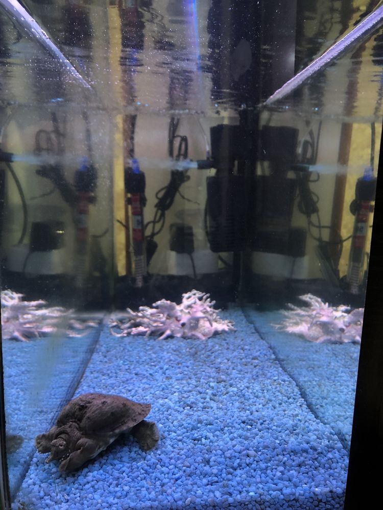 Продам аквариум без черепахи на 50 литров