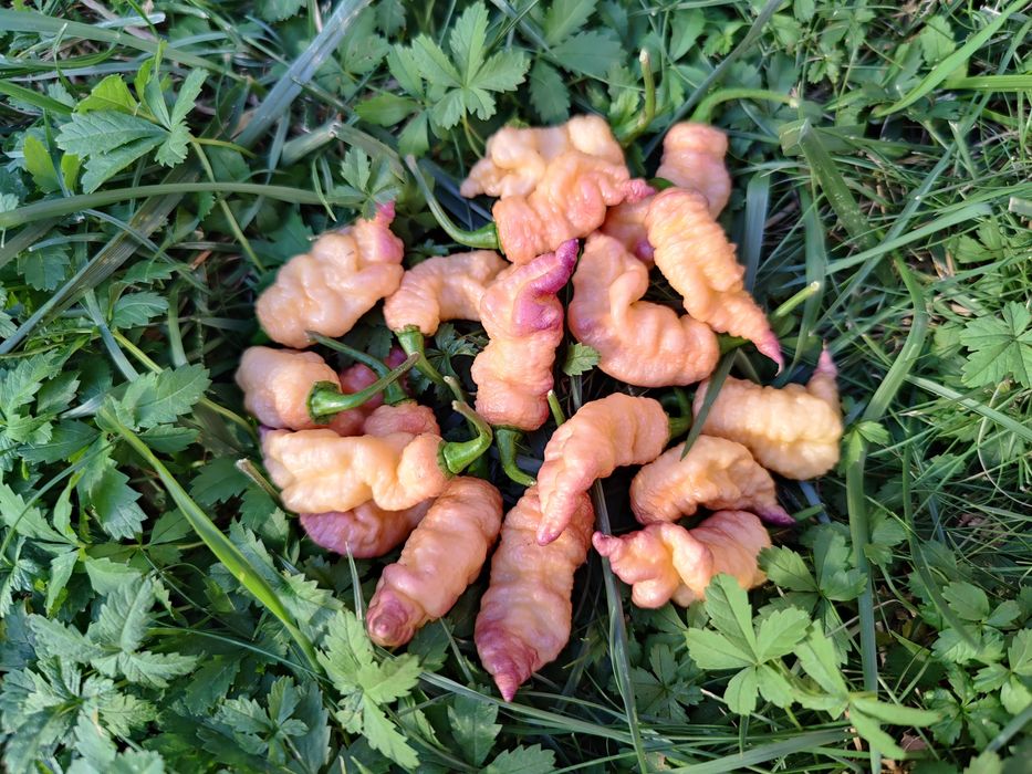 Seminte ardei iute Aji, habanero, carolina, sugar rush etc.