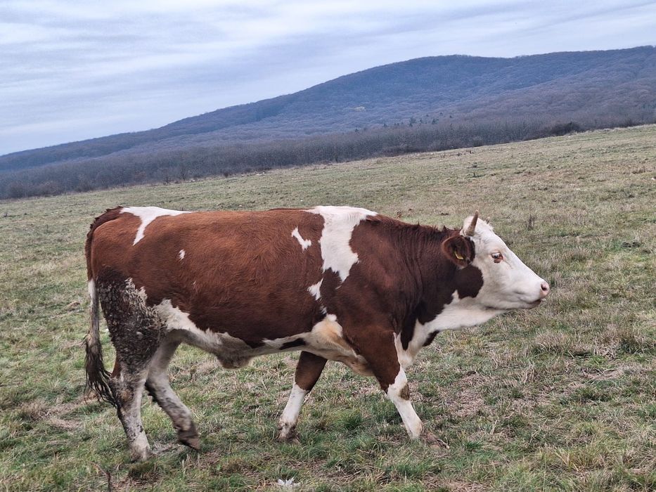 Vand vaca/vaci Baltata romaneasca gestanta cu acte in regula