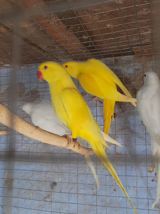 Papagali Micul Alexandru