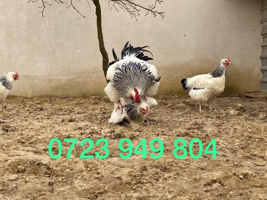 Oua incubat pui gaini de rasa Australorp Brahma Jersey Giant La Bresse