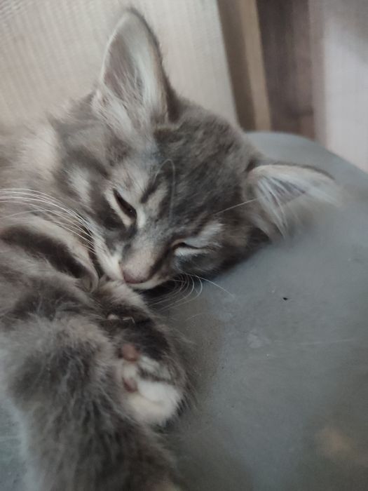 Бобтейл котёнок девочка