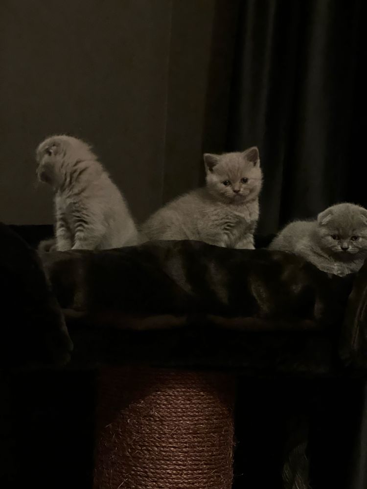 Британско мъжко коте