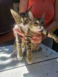 2 puiute de 2 luni jumate pentru adoptie