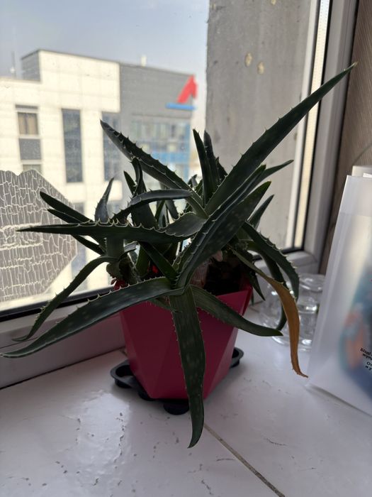 Комнатные цветы  по 3000 тг каждая