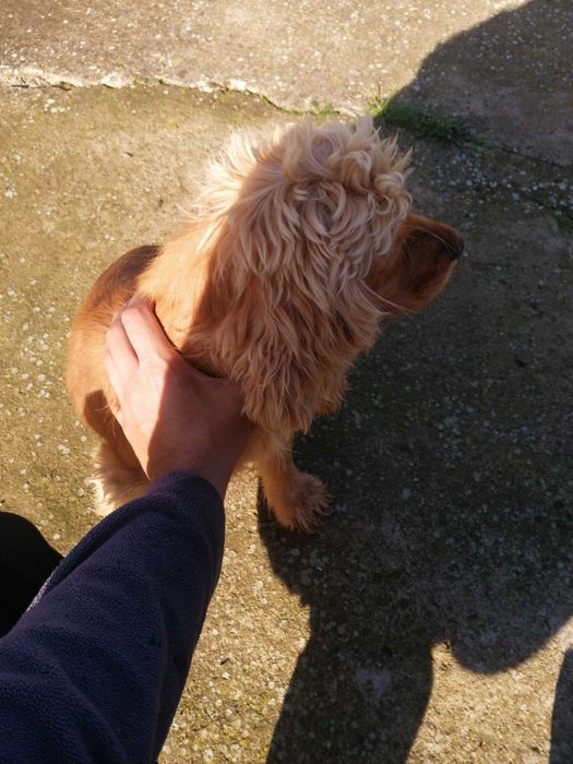 Женско Куче за трюфели