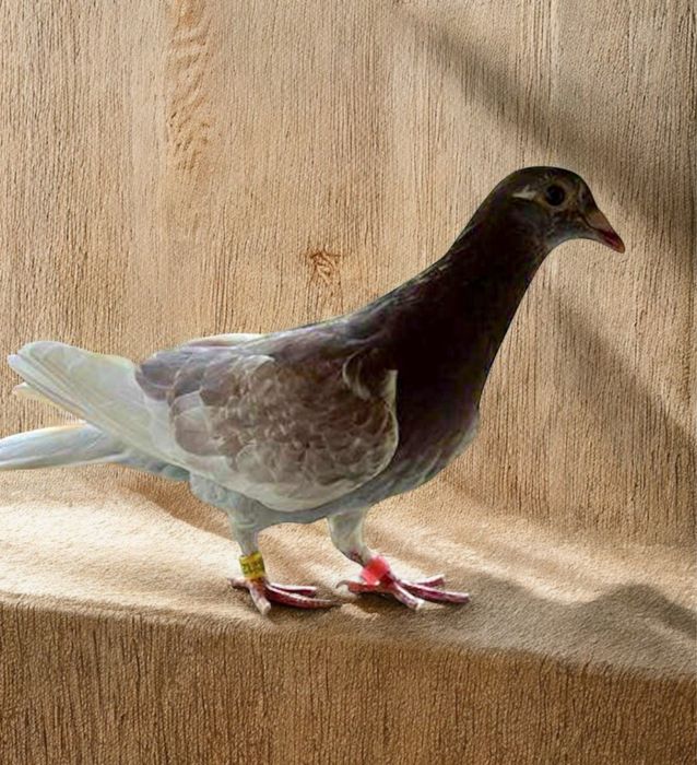 Ocazie!Porumbei cu pedigree reprodusi din originali