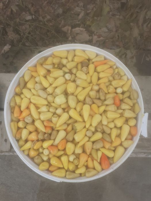 Маринованный перец Холопенье.