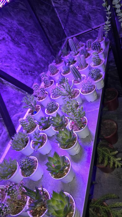 Kaktuslar xar xilidan