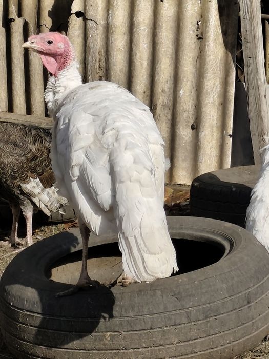 Индюк на племя 7месяцев