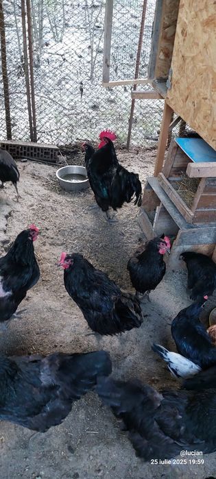 Australorp gaini, cocosi,familii