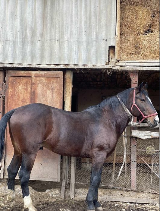 кокпар шабатын ат сатылымда