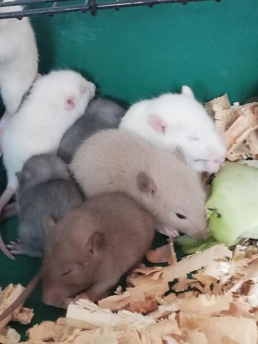 Декоративные крысята крыс