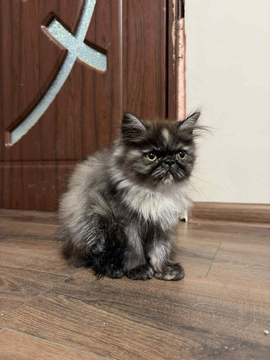 Женско персийско коте