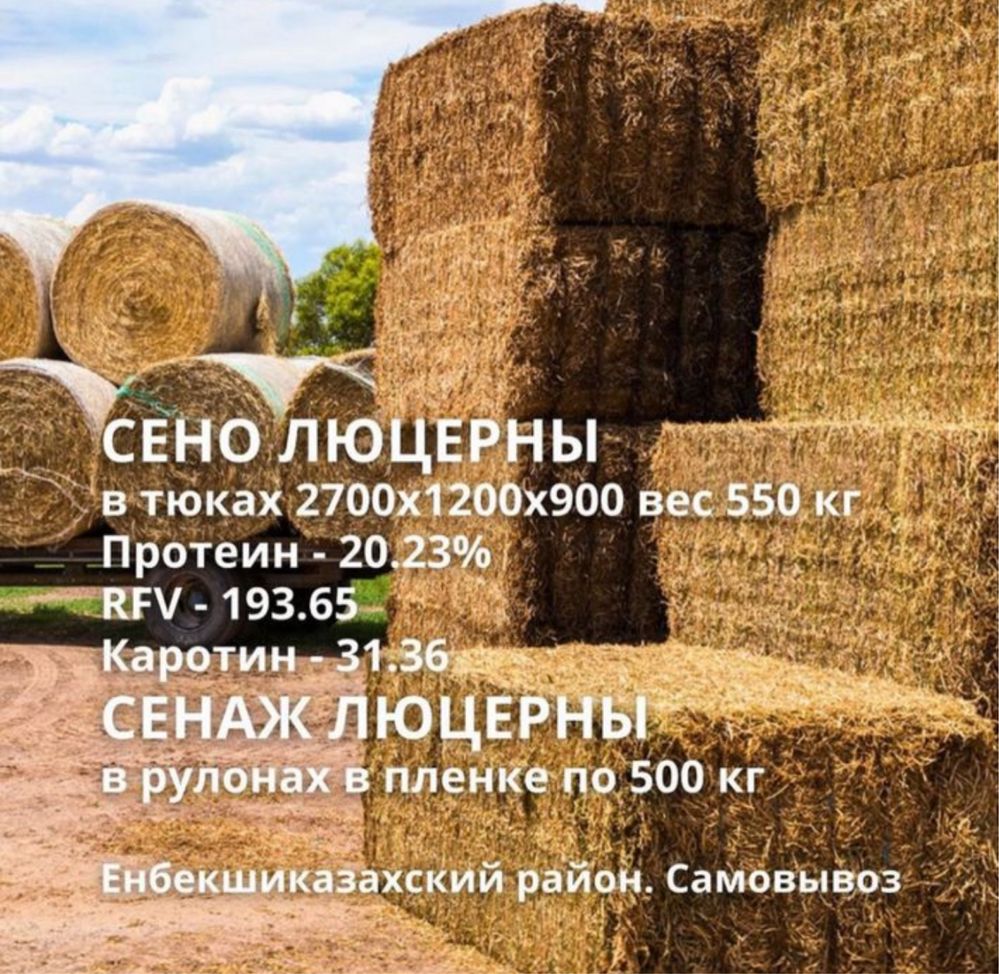 Сено люцерны