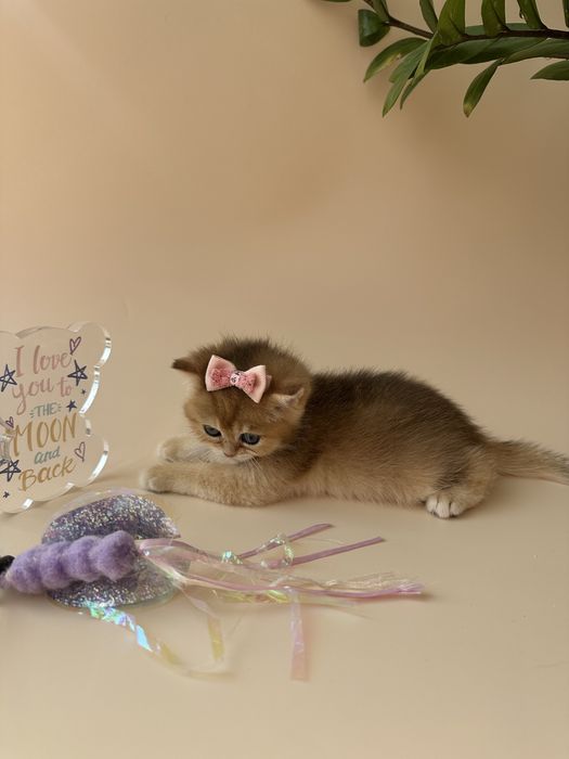 Котята Британской КШ породы окрас Шиншилла