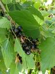 Coacăze negre de grădină bio!