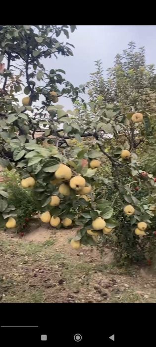 Behi sochniy va shirin o'zimizzi boğdan 50 kilo koldi ko'rib tanlab os