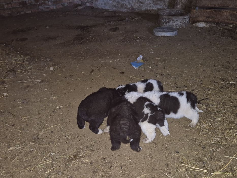 Прадавам магаре и малки кученца