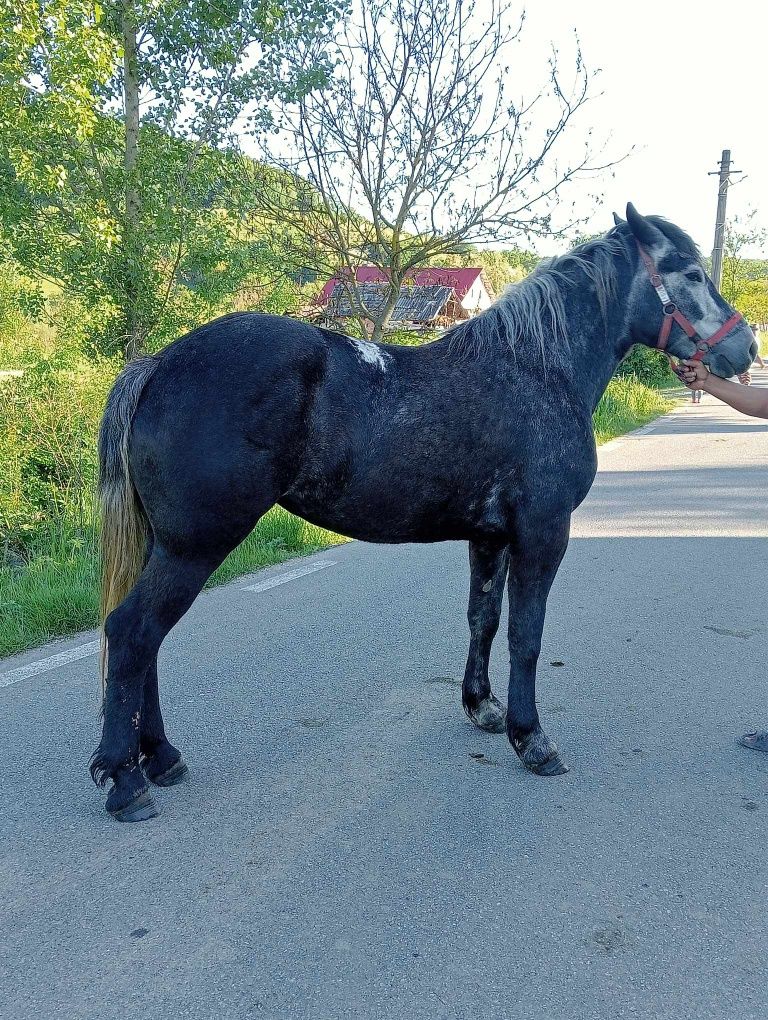 Vând mânză de 3 ani