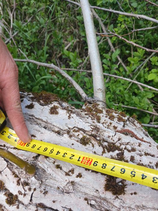 Сух Орехов материал