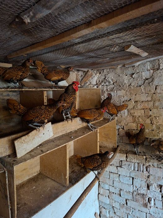 Продавам малки кокошйи зибрайт златни и сребърни