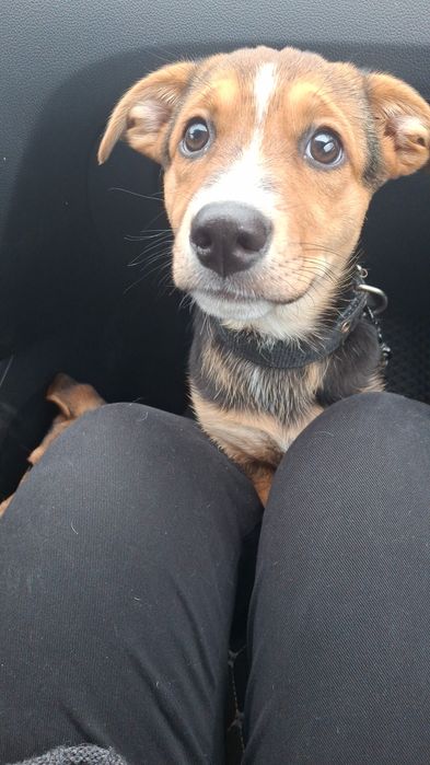 Отдам щенка в добрые руки!