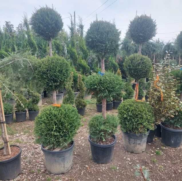 Plante Decorative