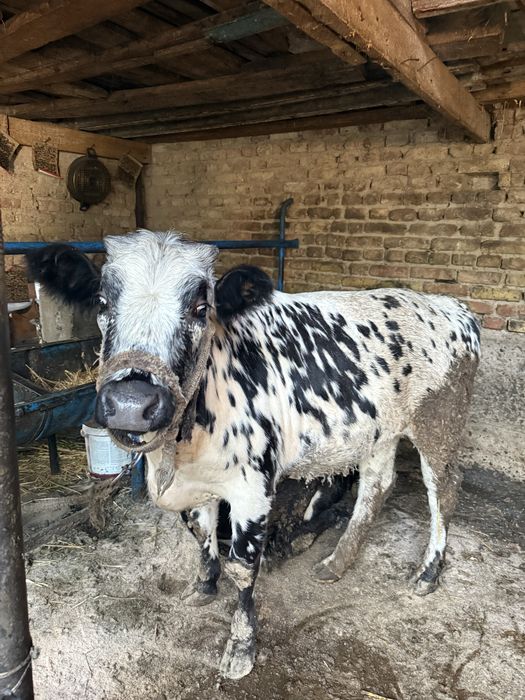 Gʻunajin 1 yarim yosh