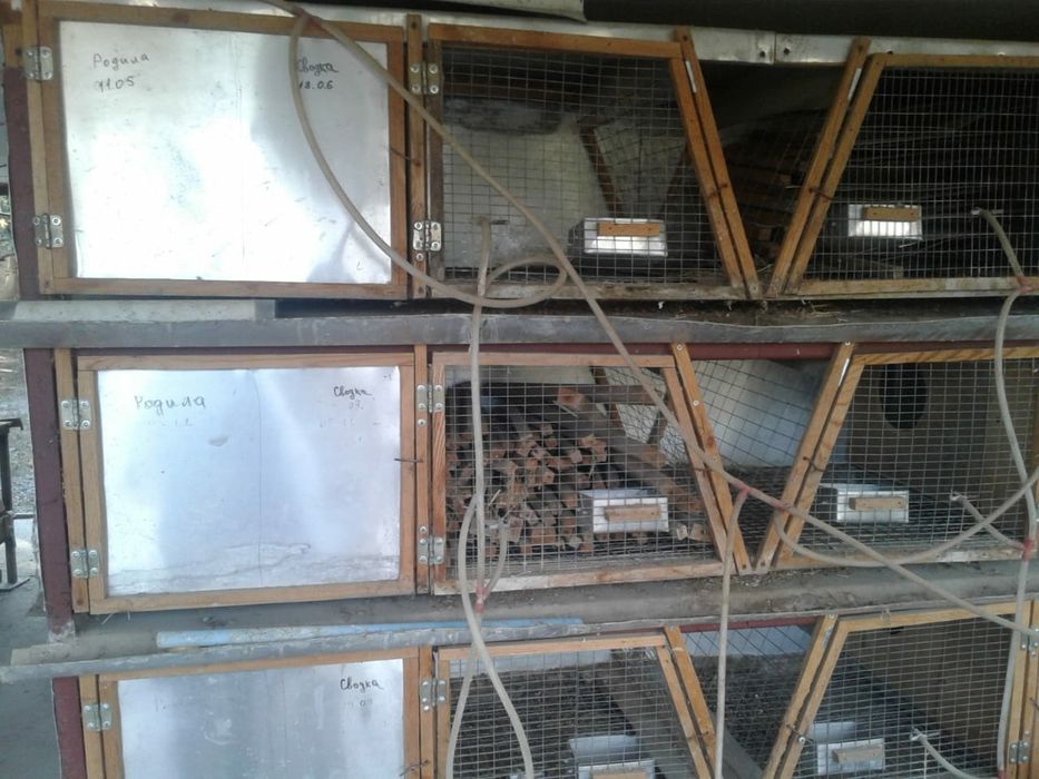 Брудер для кроликов