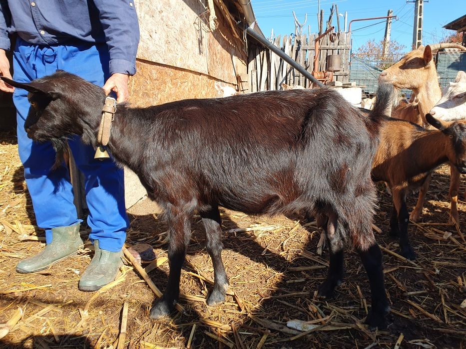 Vând capră metis alpina franceza,  a doua fătare,  sau schimb