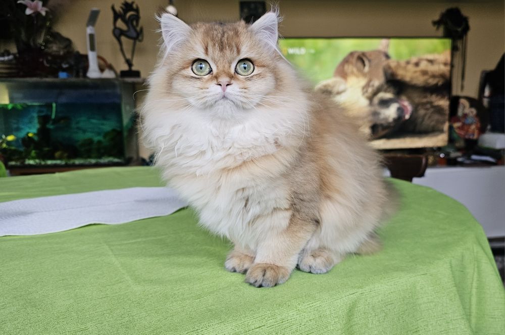 Британски дългокосмести котенца