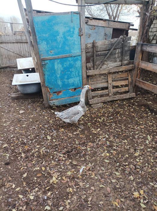 Продам гуся 15000