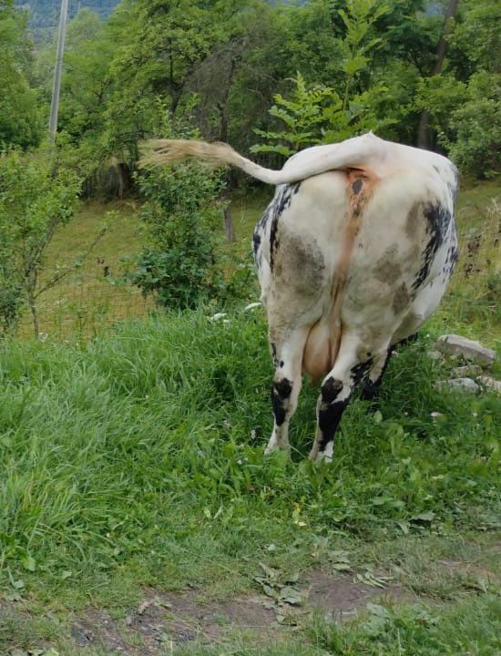 De vânzare vacă albastru belgian