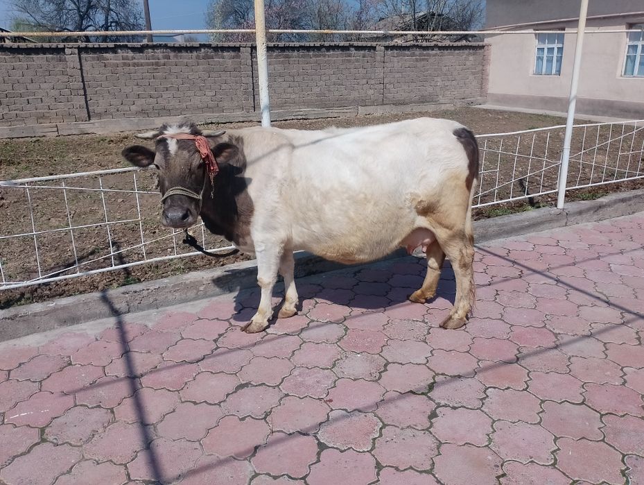 Sigir sotiladi ona bola