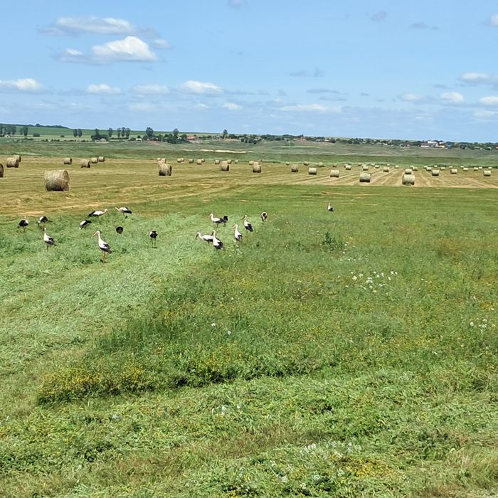 Baloti de fân rotunzi 120×120