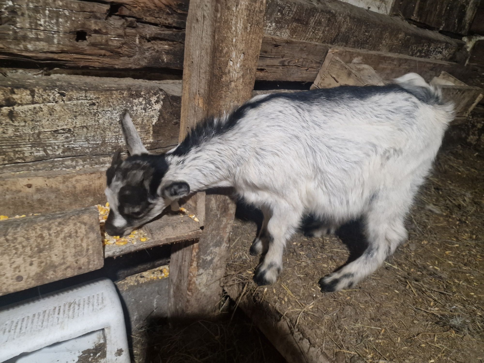 Продам Альпийско-зааненских козлят, 2,5 месяца