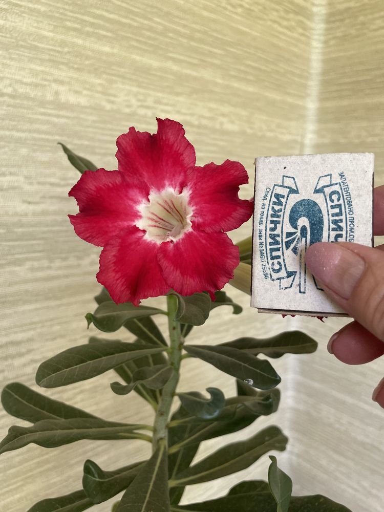 Адениум роза пустыни