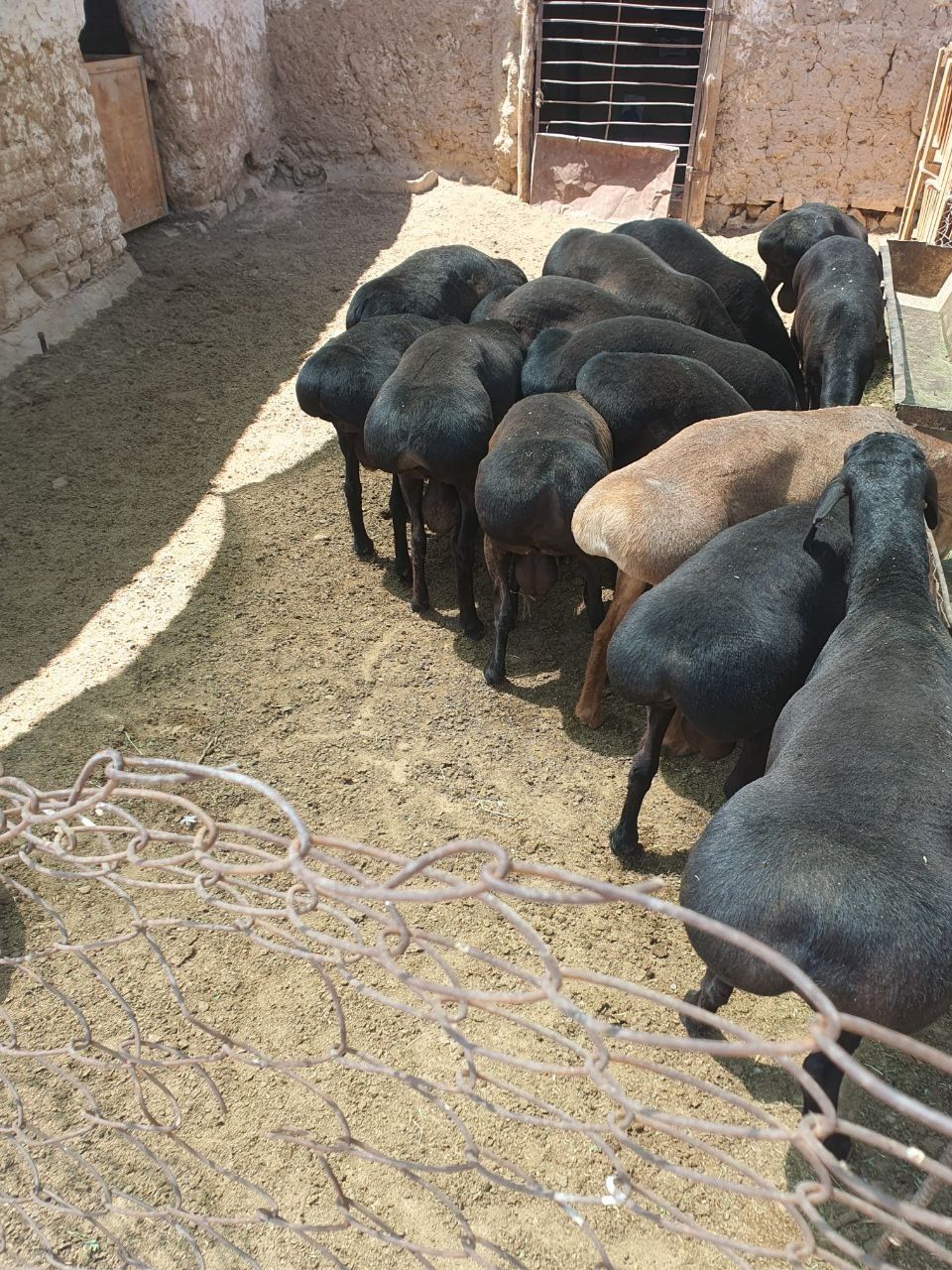Кочкор кой     qoy qochqor