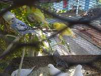 Валнистый попугайлар сотилади