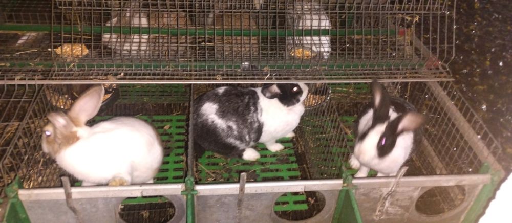 Vând iepuri hycole francez femele gestante