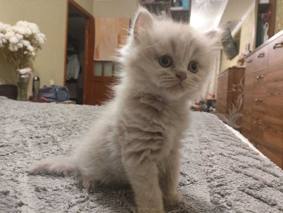 Британские котята