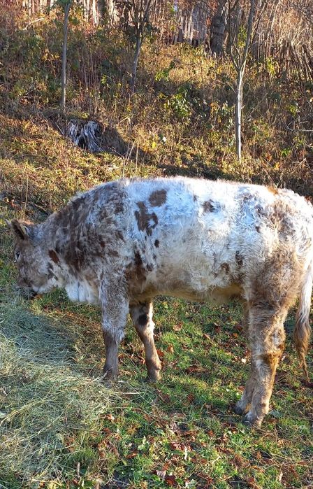 Vand vita in judetul Valcea